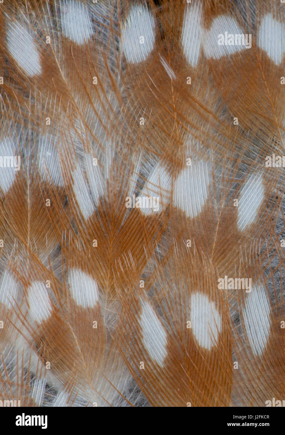 Zebra Finch feathers of a Fawn mutation in coloration Stock Photo