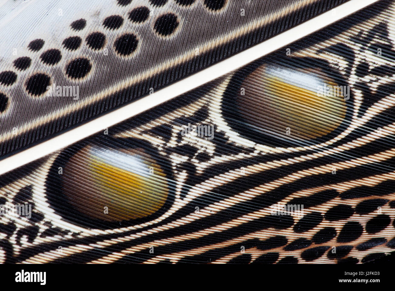 Pheasant Wing Pattern Argus Pheasant wing feather design with patterns and spots Stock Photo ...