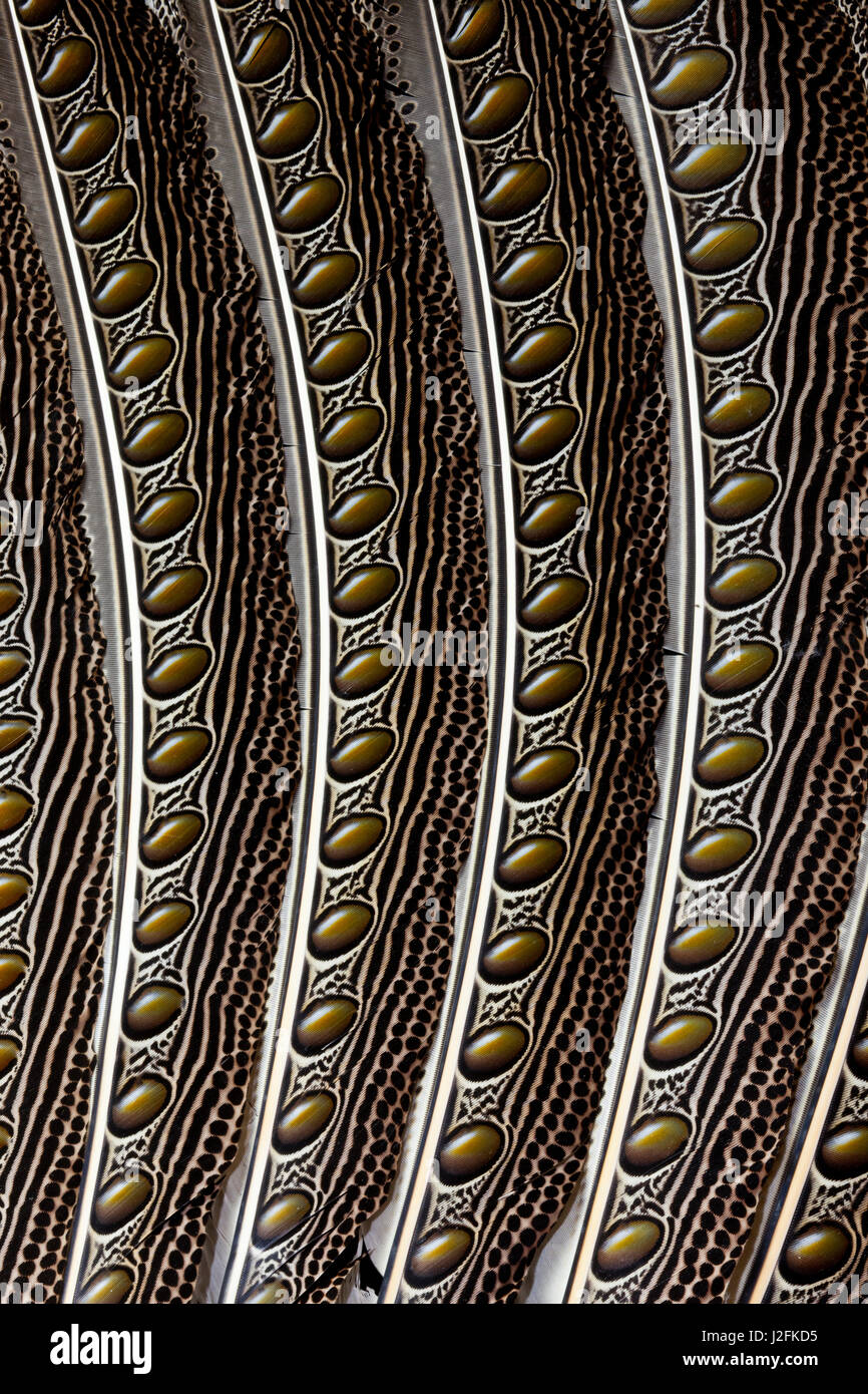 Wing patterns hi-res stock photography and images - Alamy