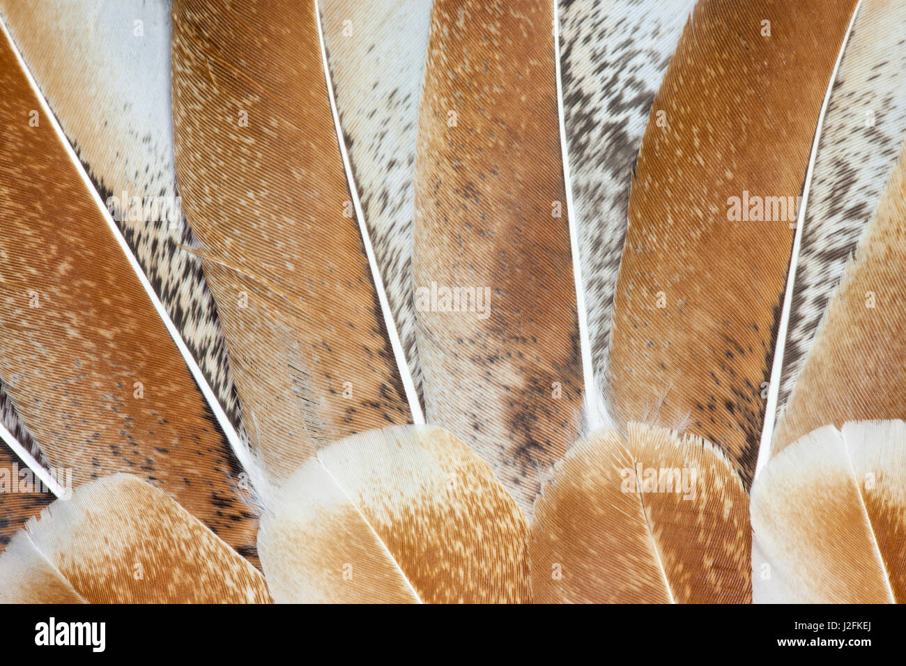 Turkey wing feathers fanned out Stock Photo - Alamy