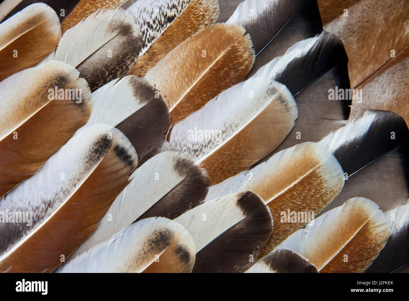 Turkey wing feathers fanned out Stock Photo - Alamy