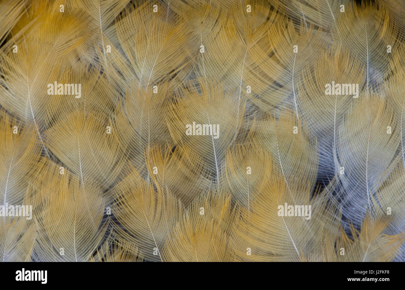 Golden Tones of Varied Thrush feathers Stock Photo - Alamy