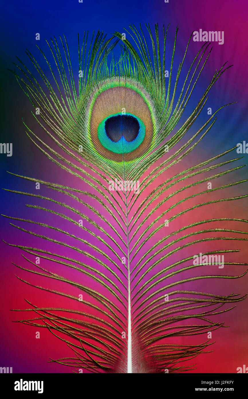 Male peacock display tail feathers Stock Photo Alamy