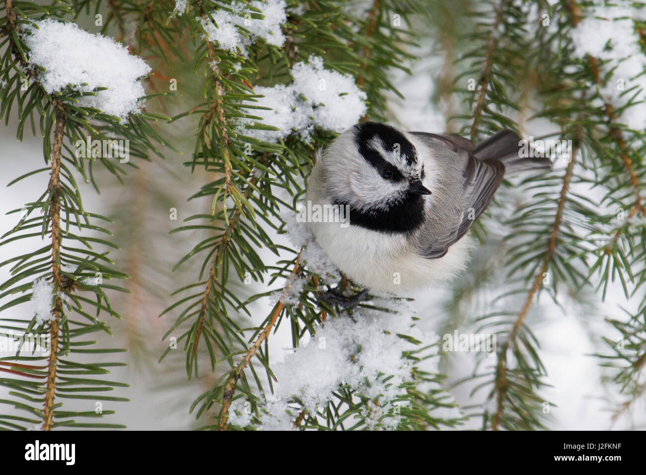 Mountain Chickadee Winter Powder Stock Photo Alamy
