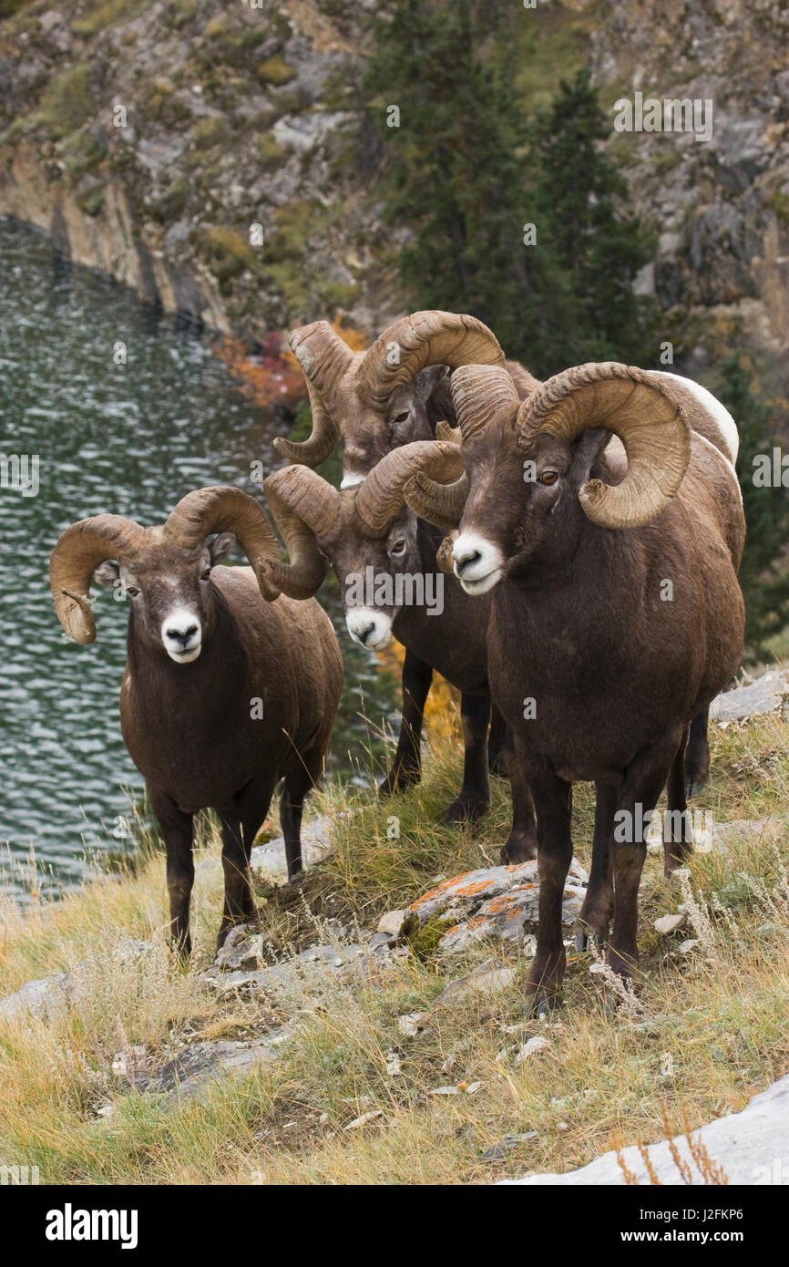 Rocky Mountain Bighorn Sheep Rams Stock Photo - Alamy