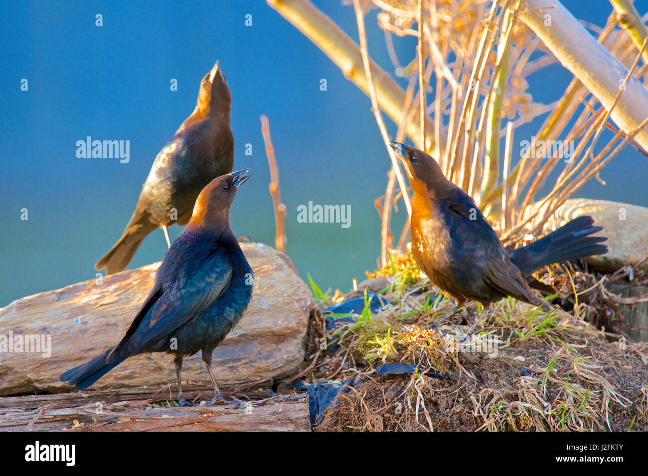 The brown-headed cowbird (Molothrus ater) is a small brood parasitic icterid of temperate to subtropical North America. A trio posturing during courtship. (Large format sizes available) Stock Photo