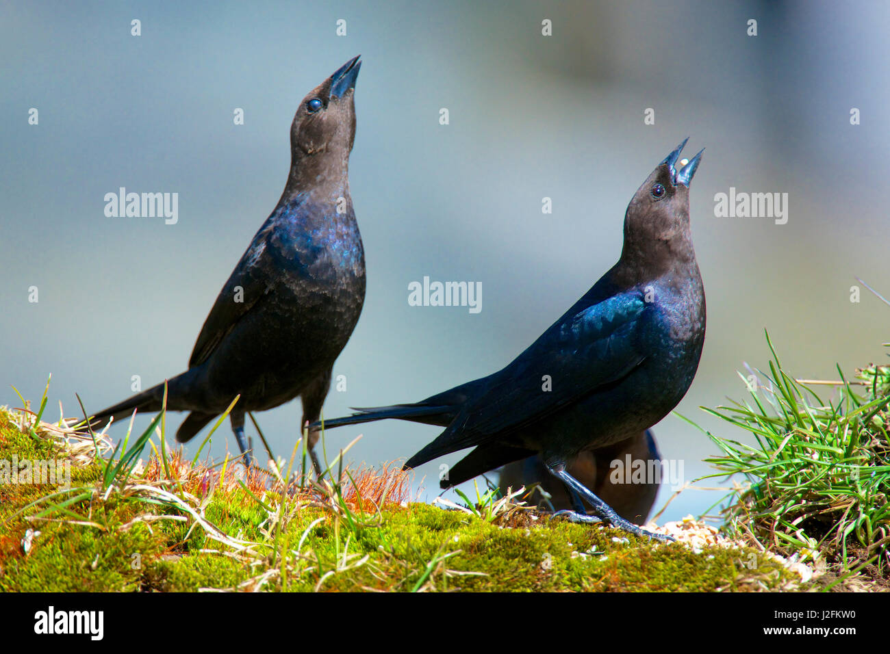 The brown-headed cowbird (Molothrus ater) is a small brood parasitic icterid of temperate to subtropical North America. Courtship display, neck-stretch. (Large format sizes available) Stock Photo