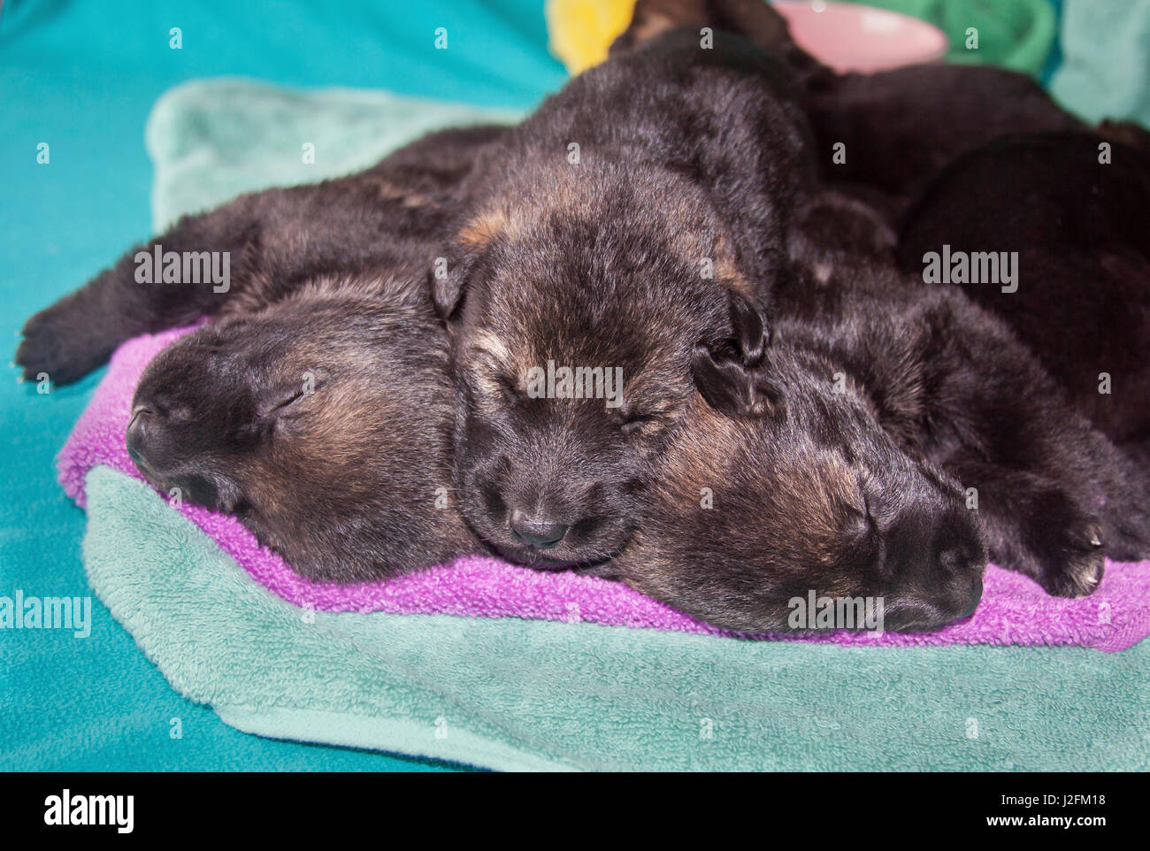 Sleeping German Shepherd Puppies Stock Photo Alamy