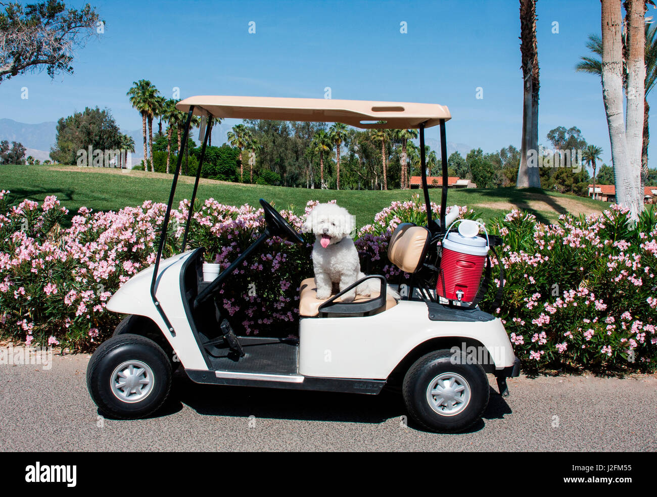 Bichon Frise waiting to tee off (MR) Stock Photo