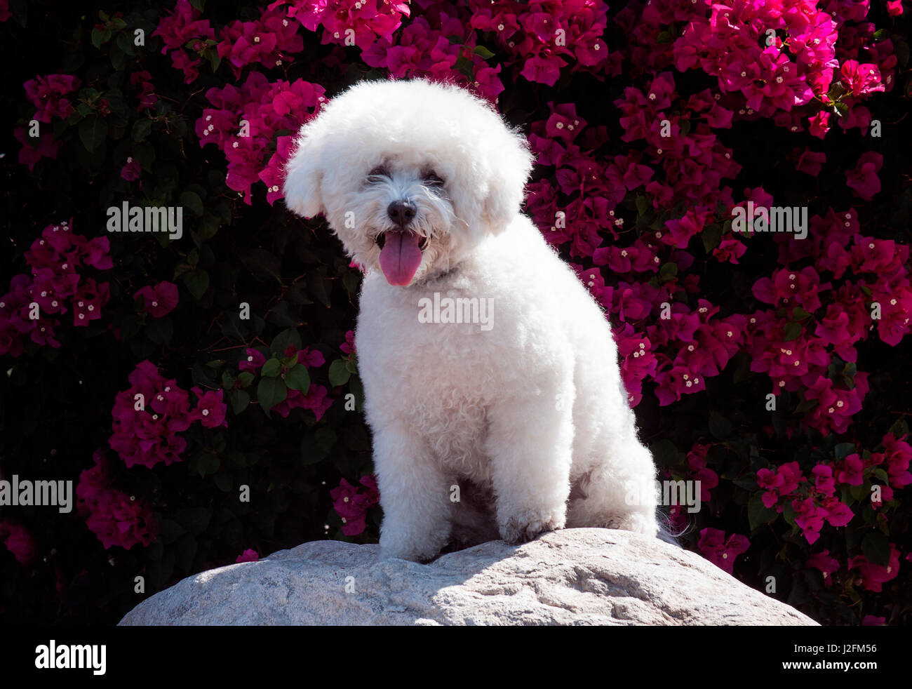 Bichon Frise sitting on a rock in front of flowers (MR) Stock Photo