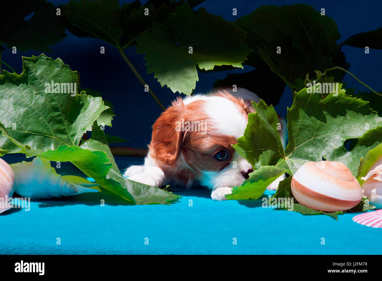Cavalier Puppy with shells (MR Stock Photo - Alamy