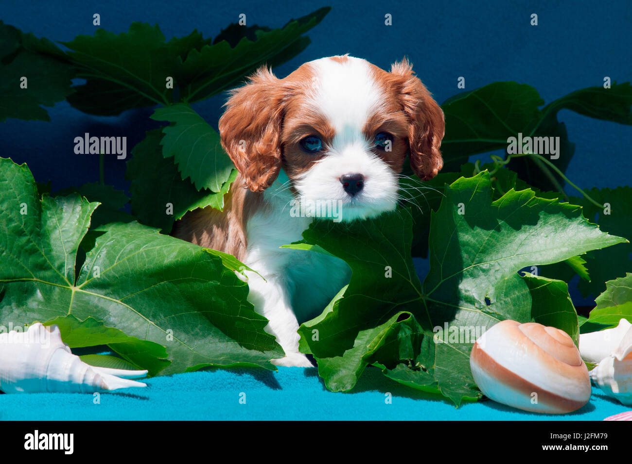 Cavalier Puppy with shells (MR Stock Photo - Alamy