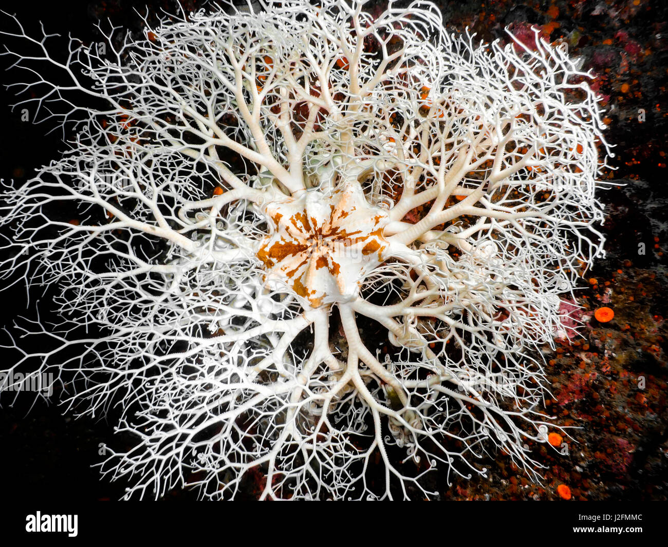 Basket Star photographed down at 80ft in southern British Columbia Stock Photo