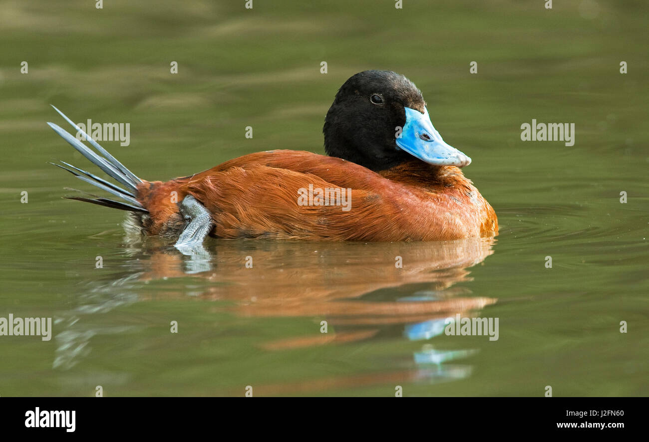 South America. Oxyura vittata, Argentine blue-bill duck. Stock Photo