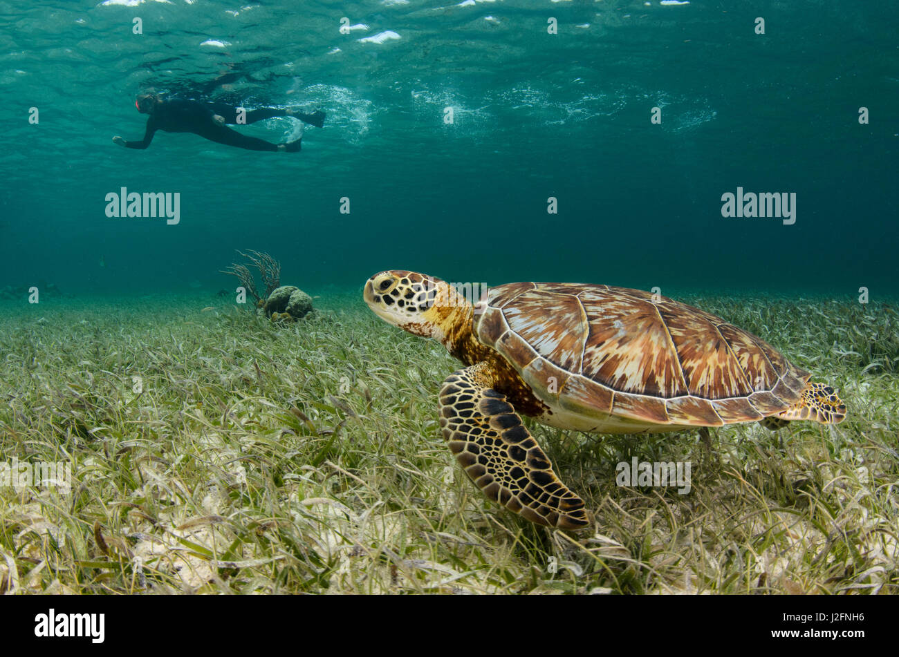Green Sea Turtle (Chelonia mydas), Shark Ray Alley, Hol Chan Marine Reserve near Ambergris Caye and Caye Caulker, Belize Stock Photo