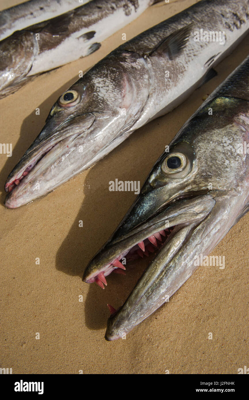 Great Barracuda research. MarAlliance is performing population assessments and methyl mercury levels. Lighthouse Reef, Atoll, Belize Stock Photo