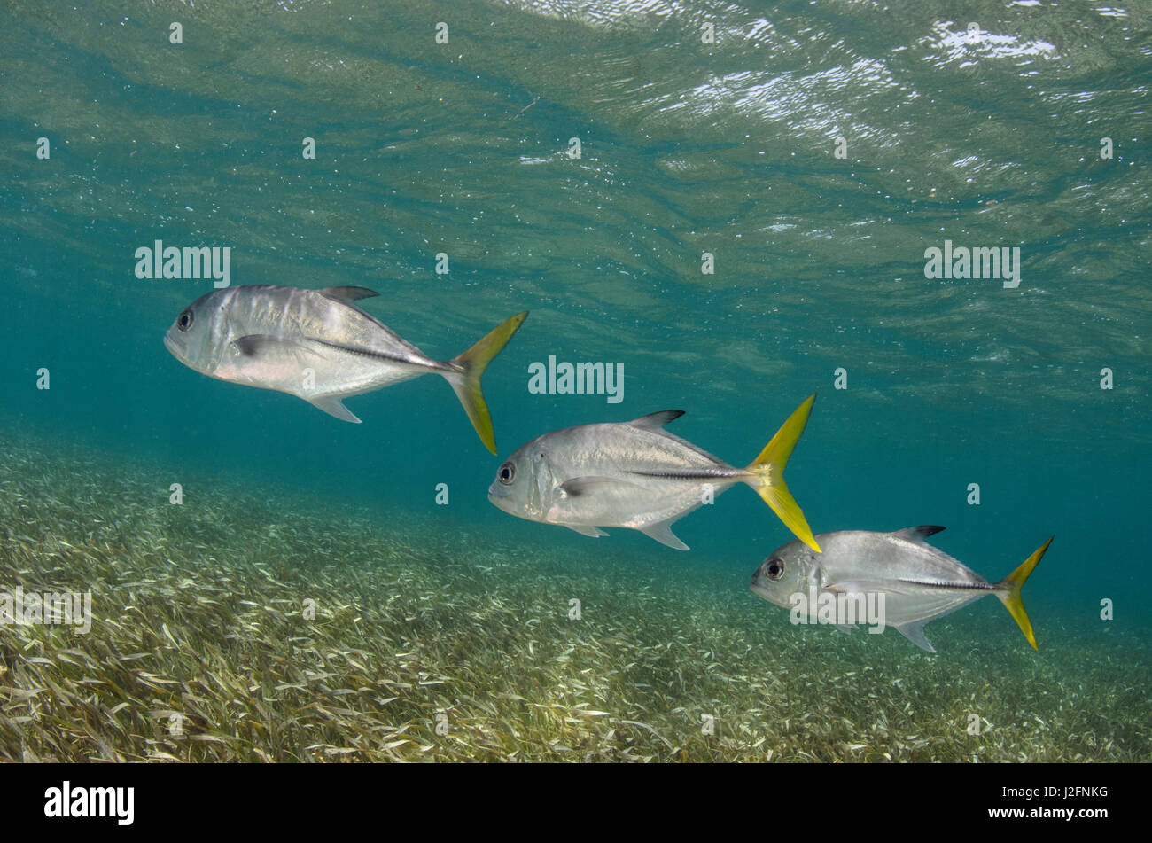 Horse-eye Jack (Caranx latus), Shark Ray Alley, Hol Chan Marine Reserve ...