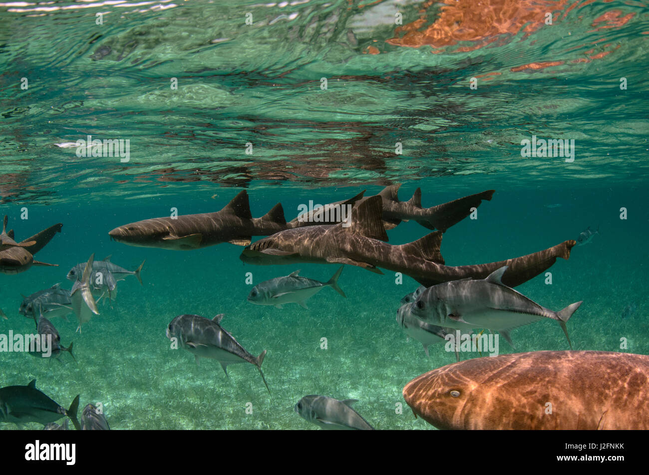 Horse-eye Jack (Caranx latus), Shark Ray Alley, Hol Chan Marine Reserve ...