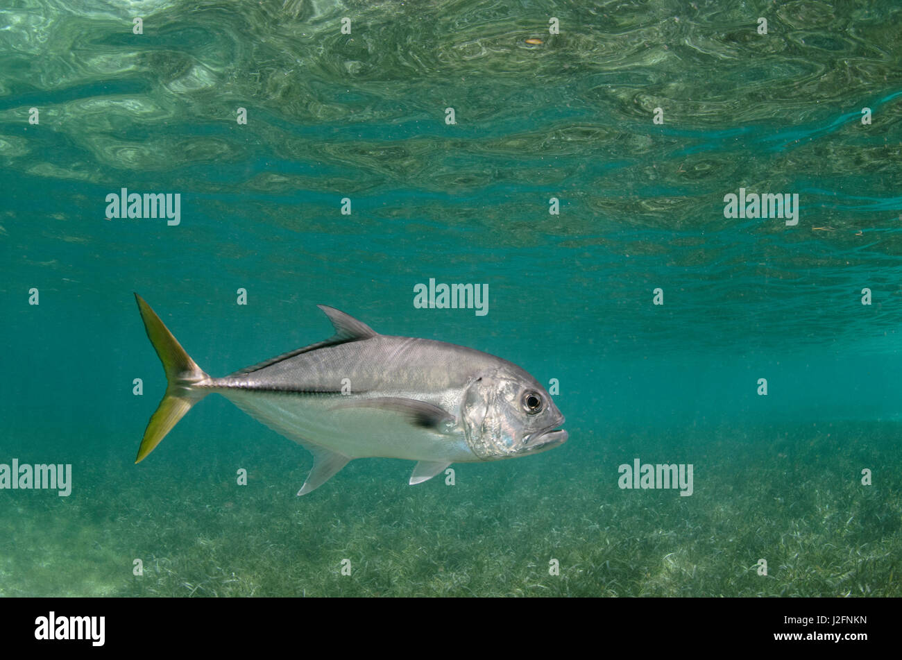 Horse-eye Jack (Caranx latus), Hol Chan Marine Reserve near Ambergris ...