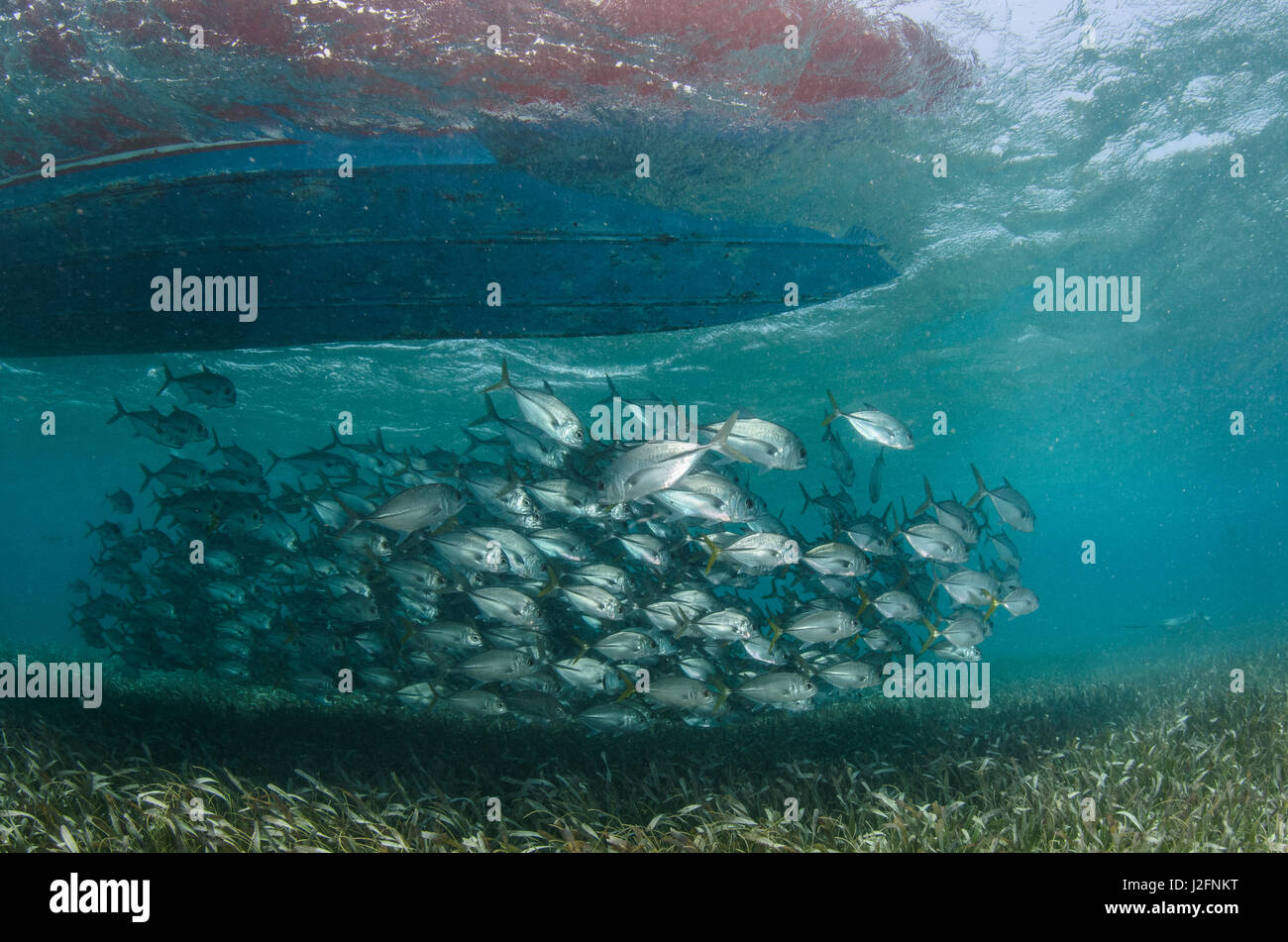 Horse eye jacks caranx latus under boat hi-res stock photography and ...