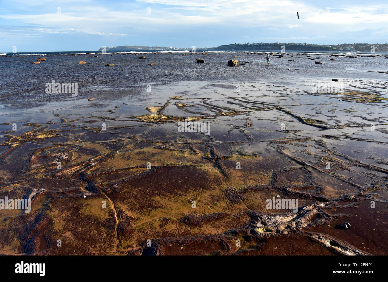 Low tide at Long Reef Headland (Sydney, NSW, Australia Stock Photo Alamy