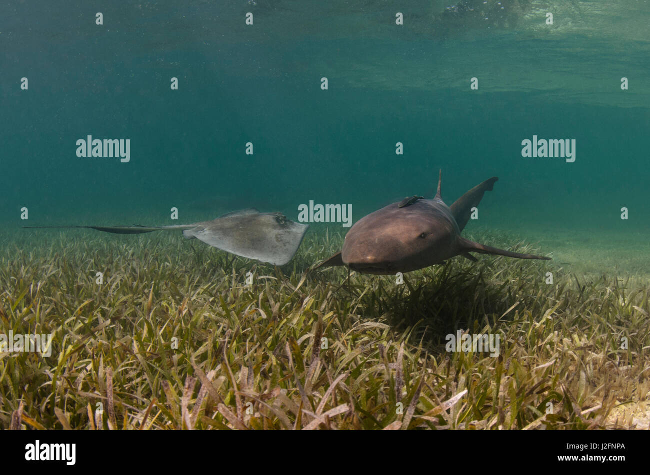 Nurse Shark (Ginglymostoma cirratum) and Southern Stingray (Dasyatis Americana) over Turtle grass (Thalassia testudinum), Lighthouse Reef, Atoll, Belize Barrier Reef. Belize Stock Photo
