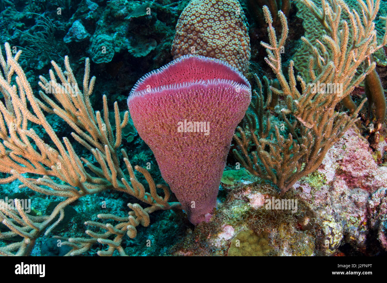 Pink Vase Sponge Niphates Digitalis And Porous Sea Rods Stock