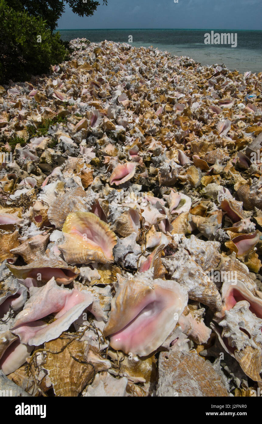 Queen conch strombus gigas hires stock photography and images Alamy