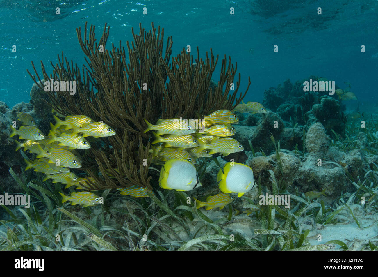 Spotfin Butterflyfish (Chaetodon ocellatus) and French Grunt (Haemulon flavolineatum), Half Moon Caye, Lighthouse Reef, Atoll, Belize Stock Photo