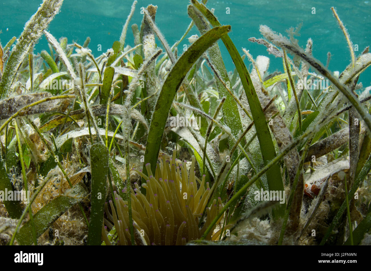 Turtle grass (Thalassia testudinum), Lighthouse Reef, Atoll, Belize Stock Photo