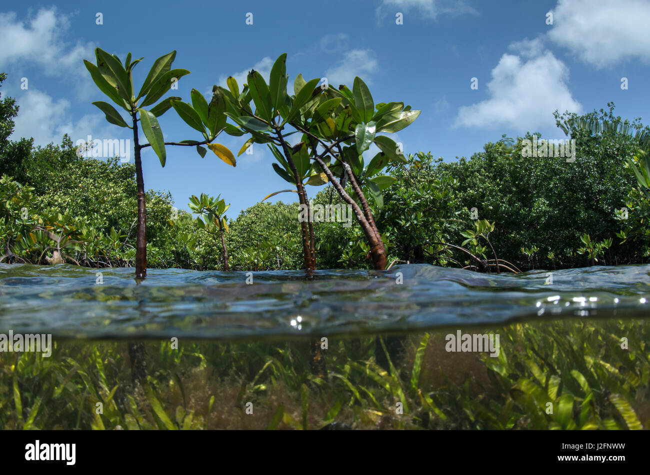 Red Mangrove (Rhizophora mangle) and Turtle grass (Thallasia testinudum), Lighthouse Reef, Atoll, Belize Stock Photo