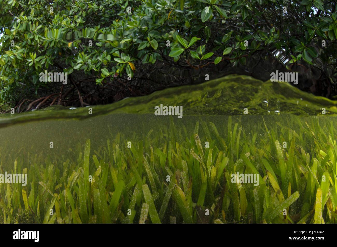 Red Mangrove (Rhizophora mangle) and Turtle grass (Thallasia testinudum), Lighthouse Reef, Atoll, Belize Stock Photo
