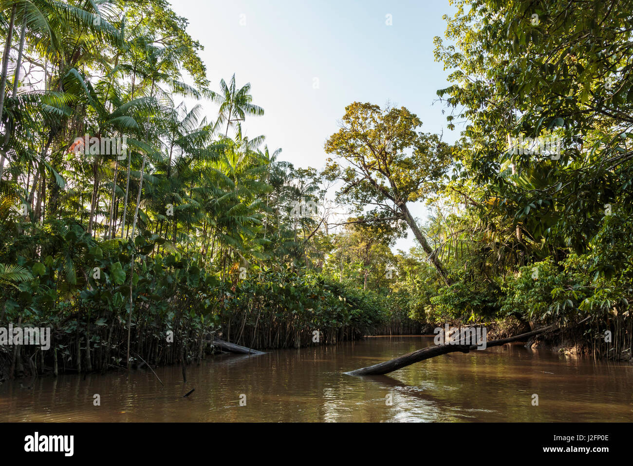 South America, Brazil, Amazon River. Fallen trees across water by arum ...