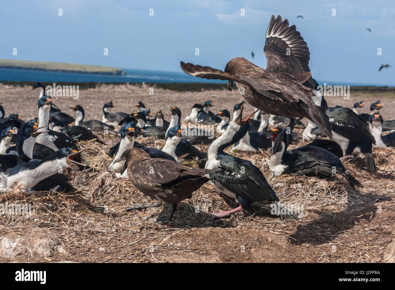 South America, Falkland Islands, Bleaker Island. Falkland skua stealing eggs from bird colony