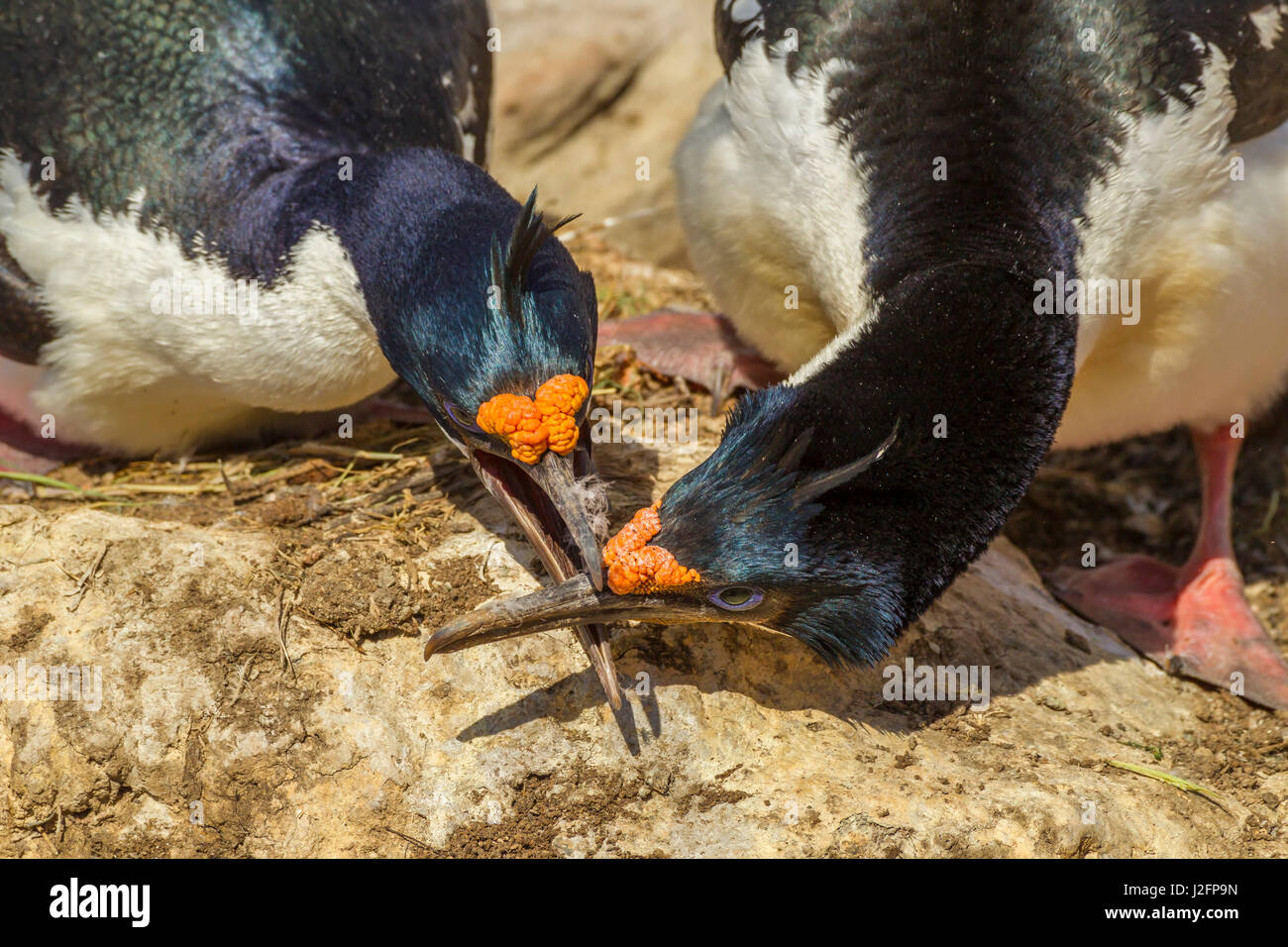 Conflict islands hi-res stock photography and images - Alamy
