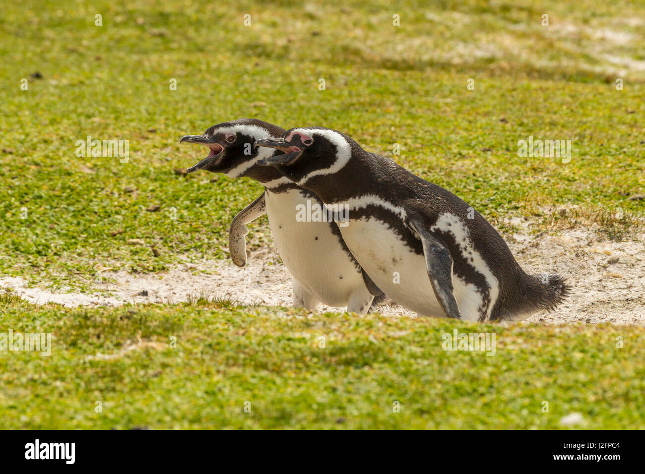 Falkland Islands, East Falkland, Volunteer Point. Magellanic penguins braying. Credit as: Cathy & Gordon Illg / Jaynes Gallery / DanitaDelimont.com Stock Photo