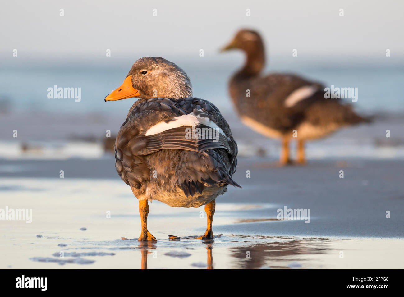 Falkland Flightless Steamer Duck (Tachyeres brachypterus) or Logger, an