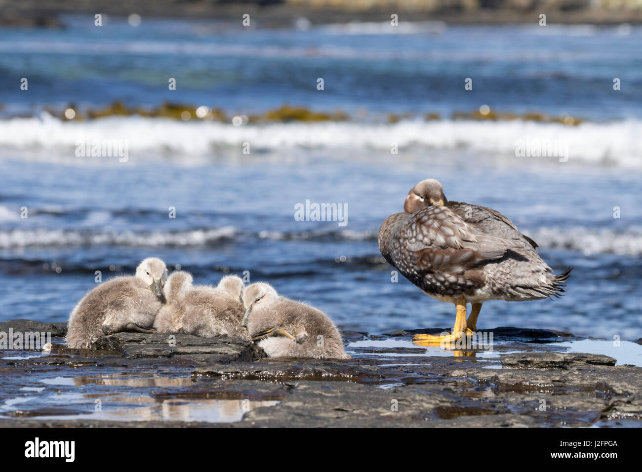 Falkland Flightless Steamer Duck (Tachyeres brachypterus) or Logger, an