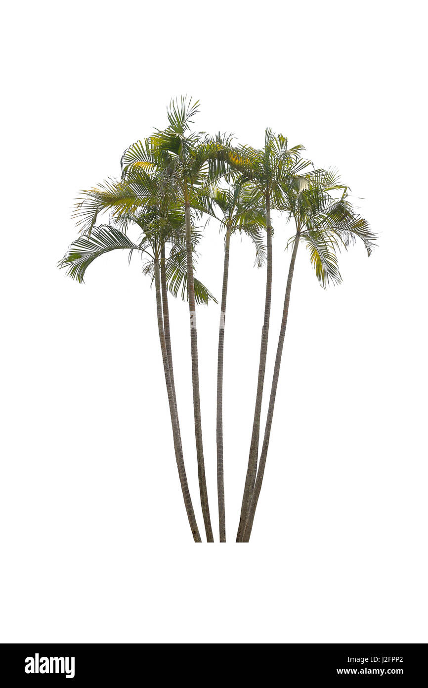 Trees isolated on white background Stock Photo - Alamy