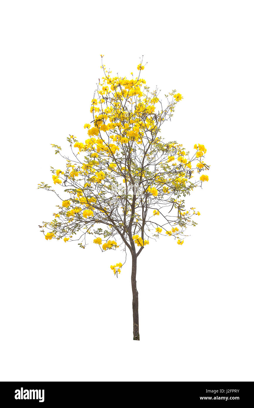 Trees isolated on white background Stock Photo - Alamy