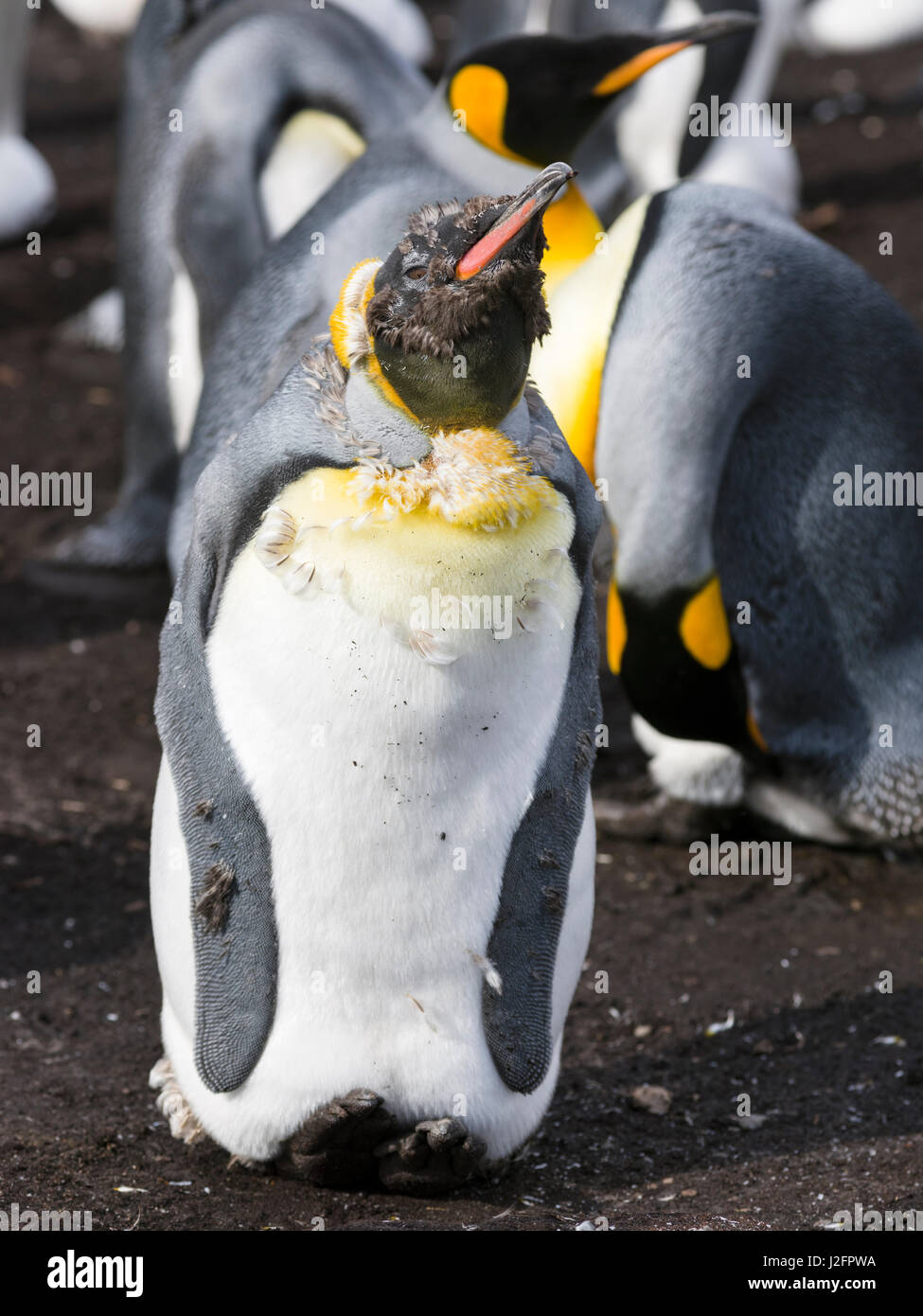 Strange penguin hi-res stock photography and images - Alamy