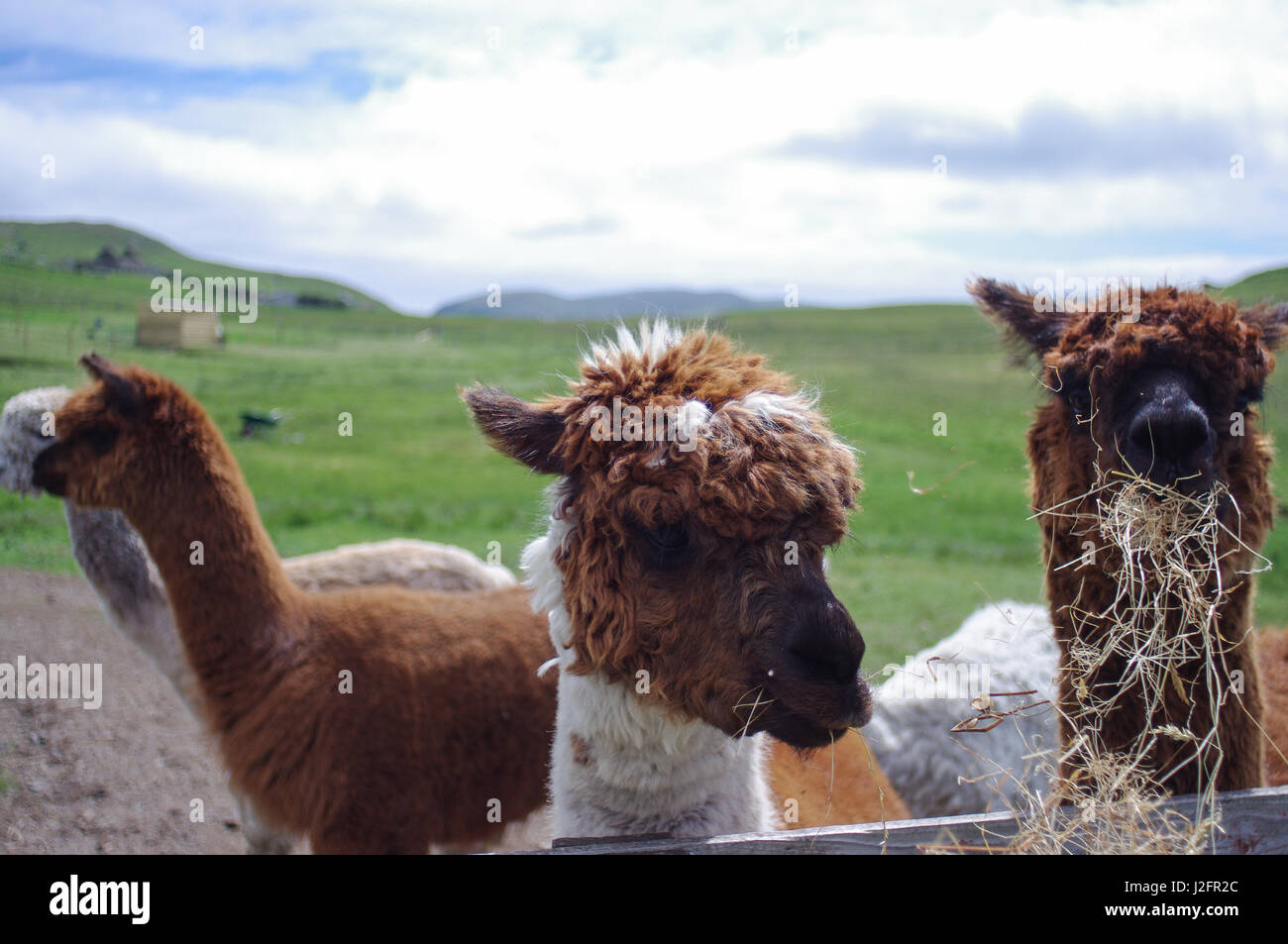 Llamas feeding on a remote farm in Shetland, Scotland. Llama cheese is mad from llama milk. These llamas seem happy. Stock Photo