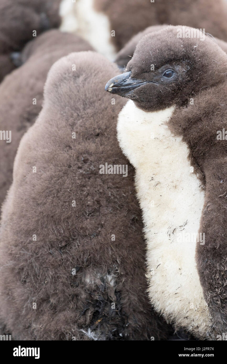 Chicks in creche or kindergarten, a protection against predators