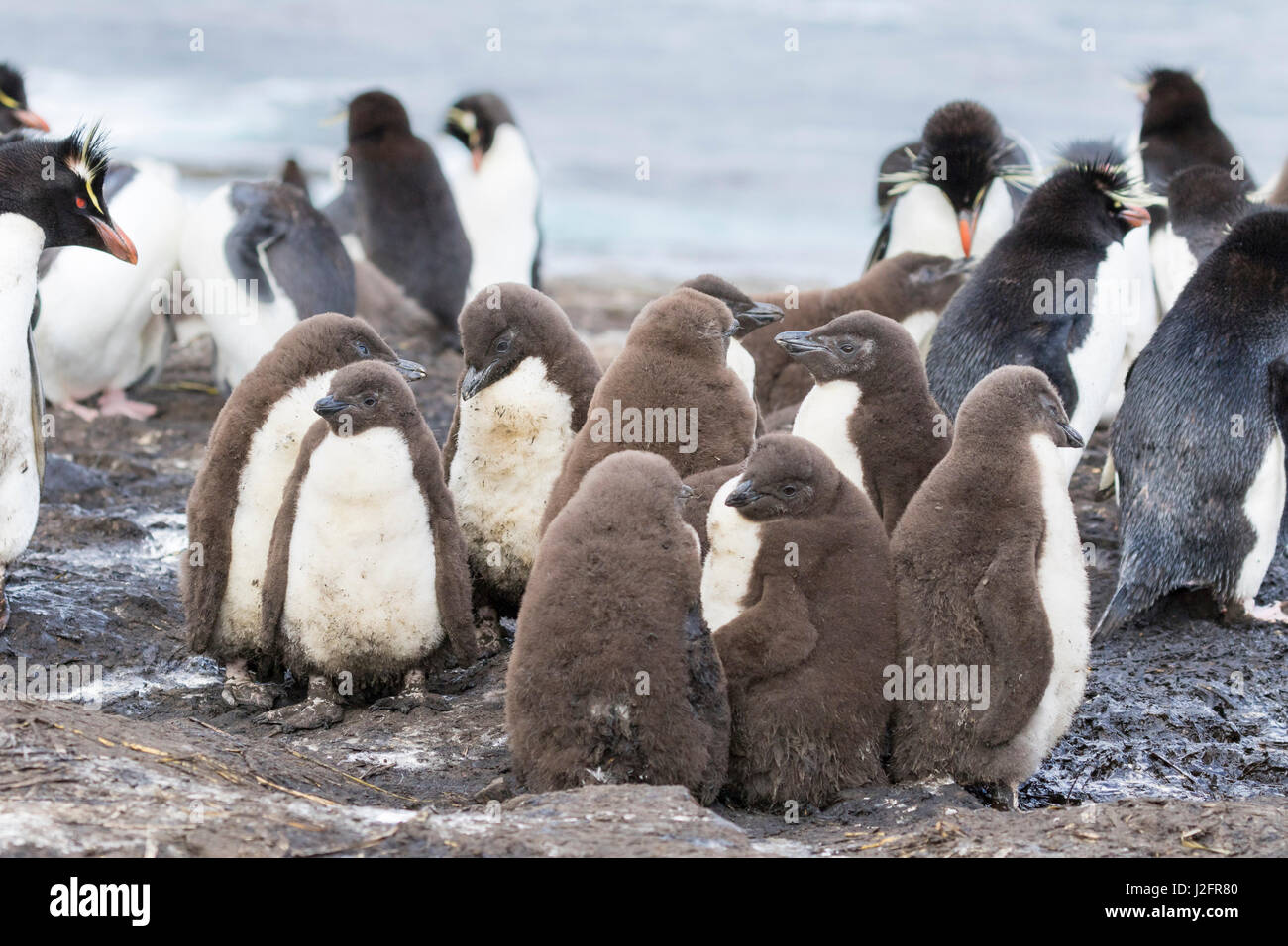 Chicks in creche or kindergarten, a protection against predators