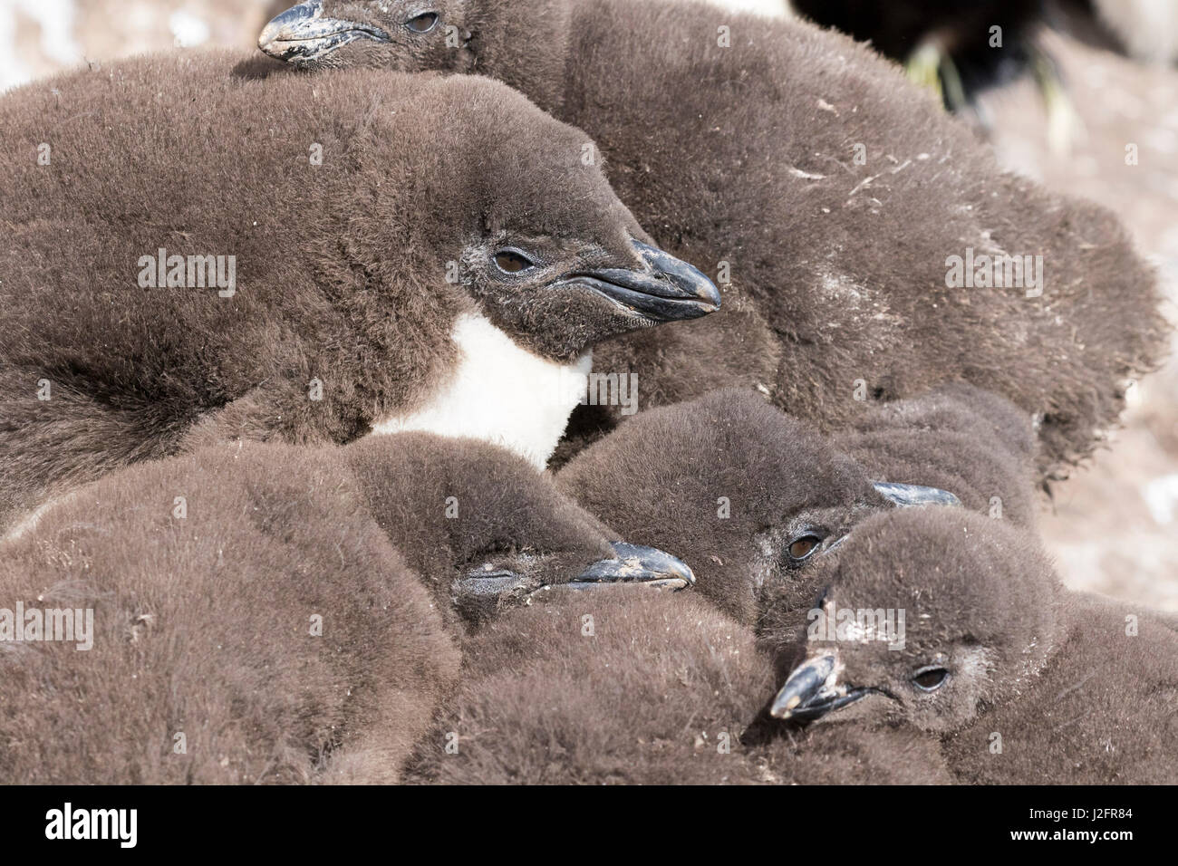 Chicks in creche or kindergarten, a protection against predators