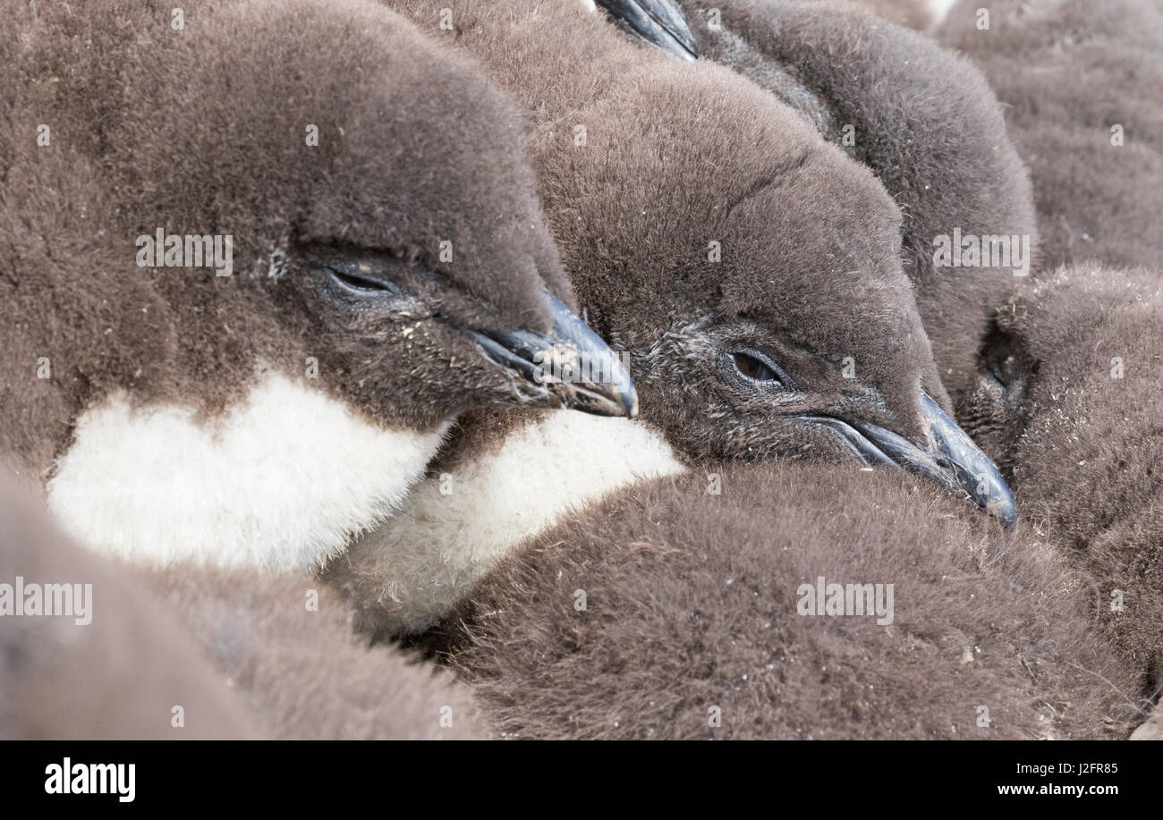 Chicks in creche or kindergarten, a protection against predators