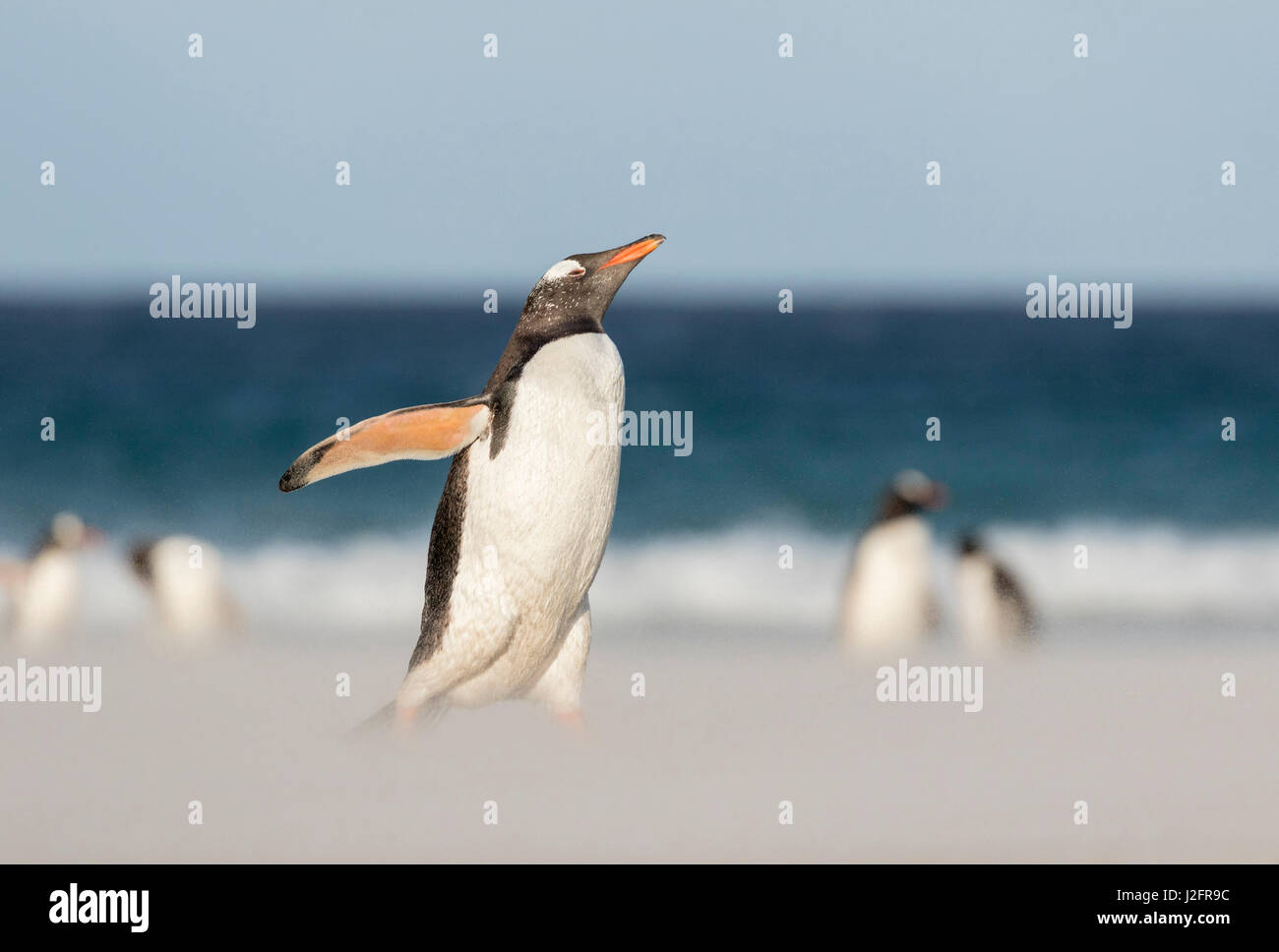 Gentoo Penguin (Pygoscelis papua) on the Falkland Islands, crossing a wide sandy beach while walking up to their rookery. Stock Photo
