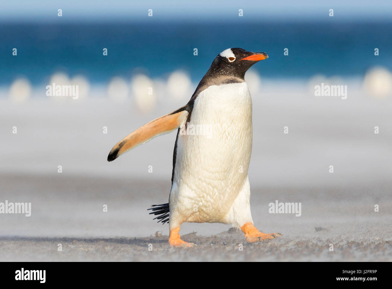 Gentoo Penguin (Pygoscelis papua) on the Falkland Islands, crossing a wide sandy beach while walking up to their rookery. Stock Photo
