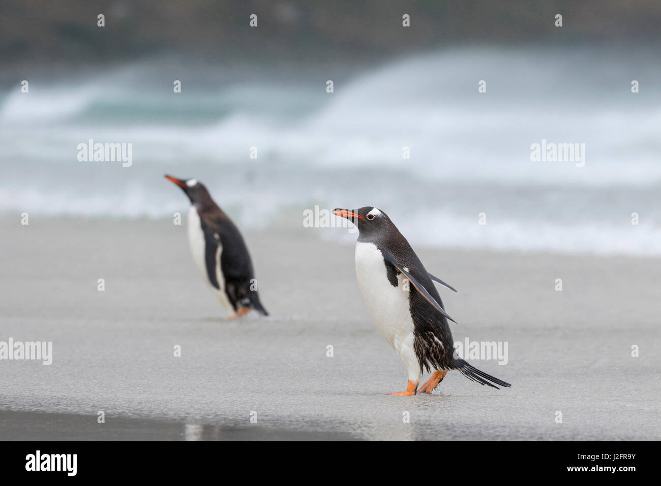 Gentoo Penguin (Pygoscelis papua) on the Falkland Islands, coming ashore on a wide sandy beach. Stock Photo