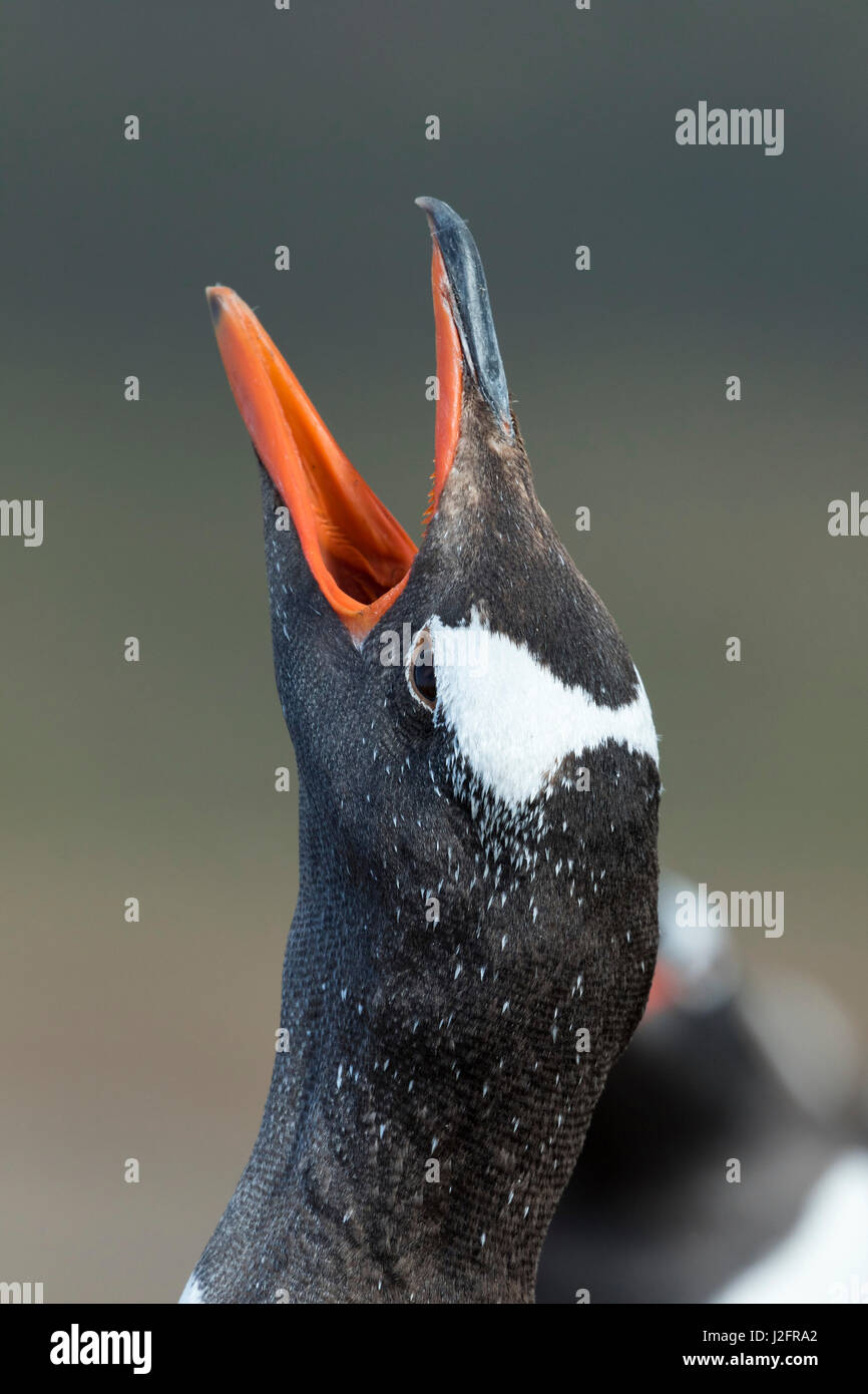 Gentoo Penguin (Pygoscelis papua) on the Falkland Islands. Stock Photo